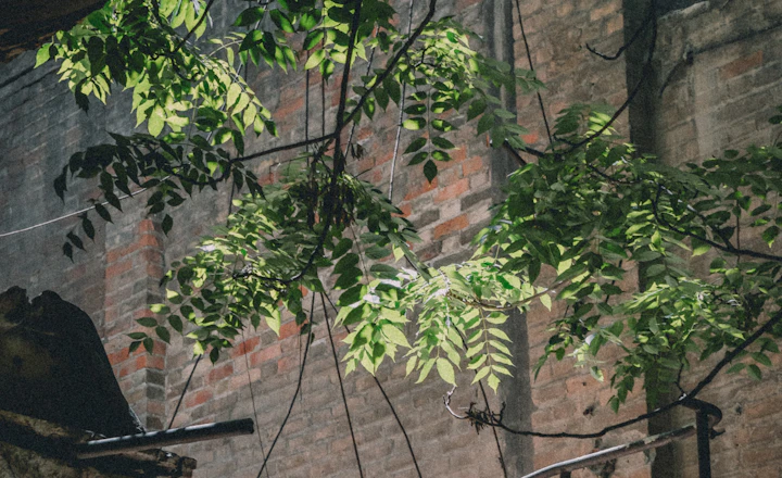 Old weathered balcony on a brick wall with green leaves around it