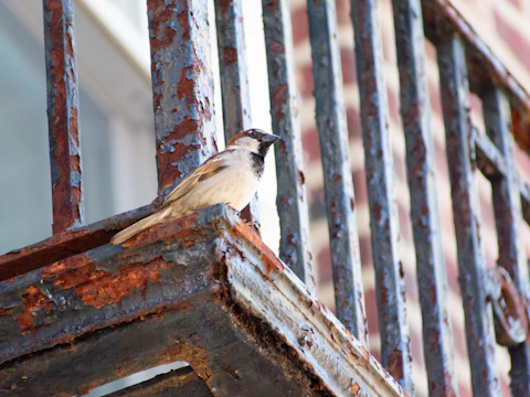 Rusty metal balcony railing with a small bird perched on the top rail